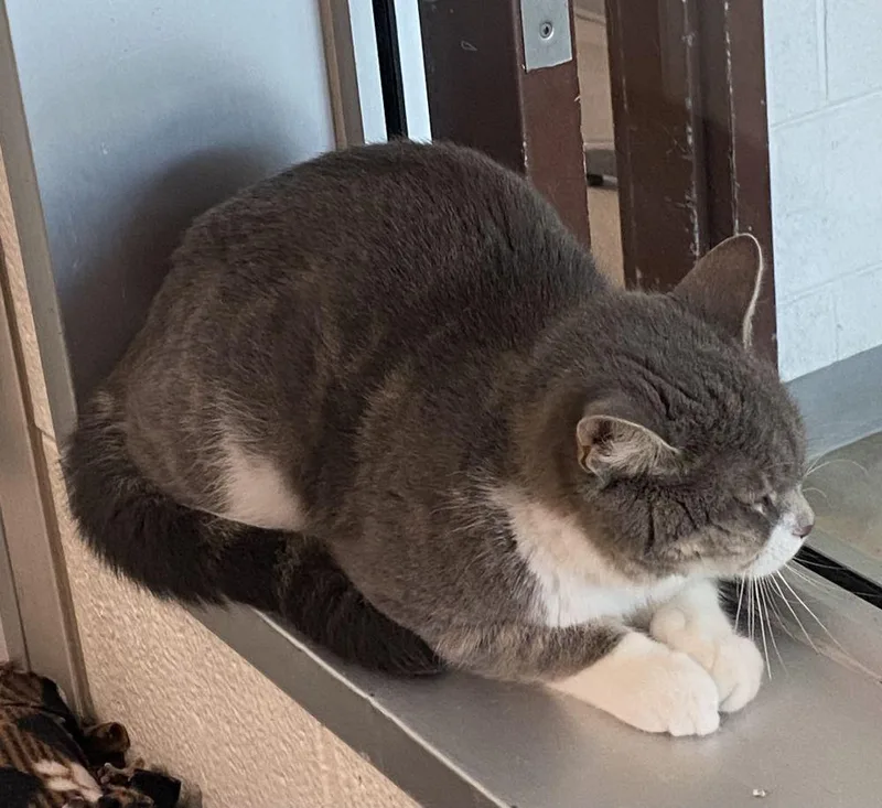 An adult small-sized female Gray / Blue / Silver Domestic Short Hair cat named Chloe for adoption in Alexandria, VA