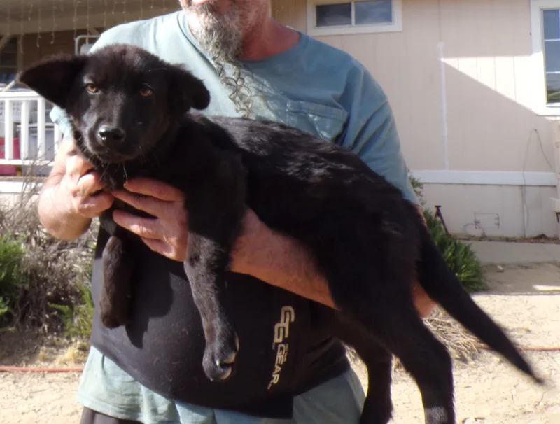 A baby medium-sized female Black Labrador Retriever dog named Shiloh for adoption in Corona, CA