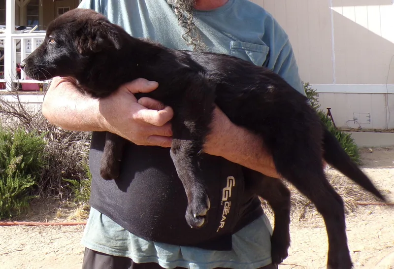 Shiloh thumbnail 2