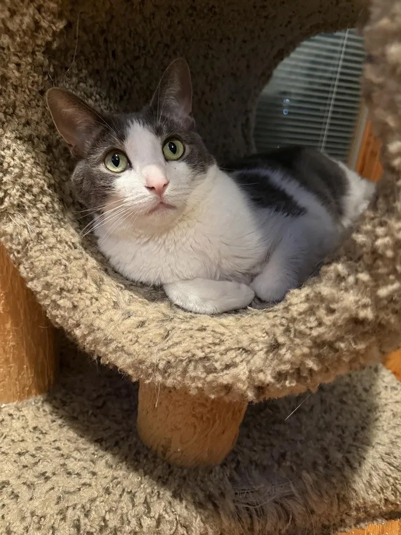 An adult medium-sized female Gray & White Domestic Short Hair cat named Isabella & Arturo for adoption in Sterling Heights, MI