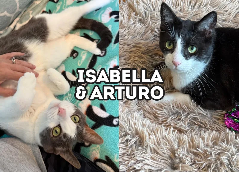 Isabella & Arturo thumbnail 2
