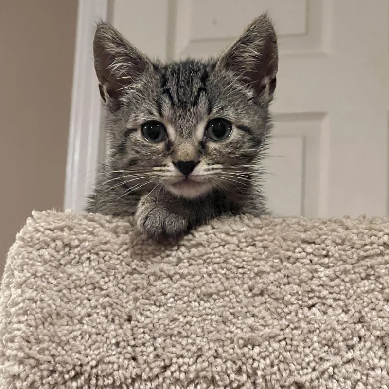 A baby medium-sized male Tabby (Gray / Blue / Silver) Domestic Short Hair cat named Miso for adoption in South Euclid, OH