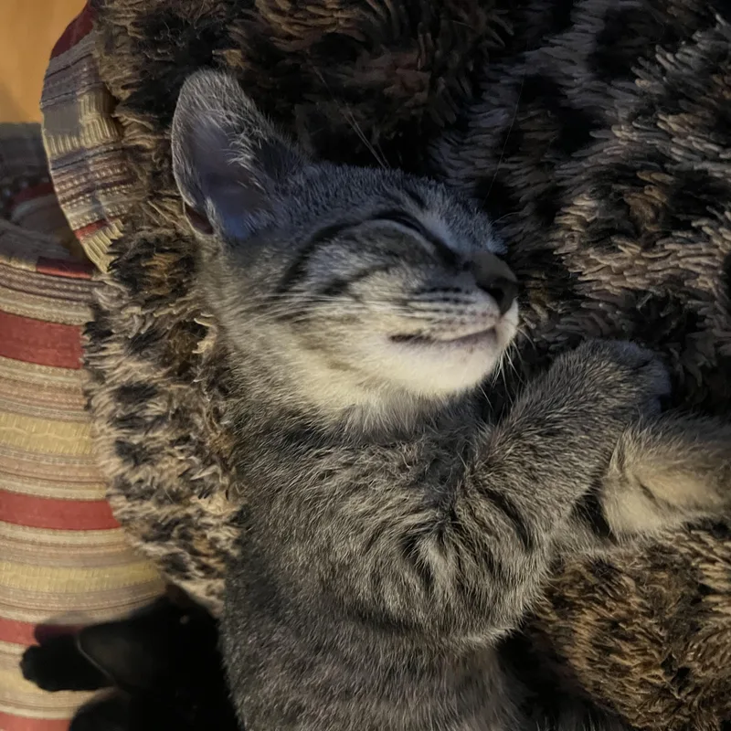 Miso thumbnail 3