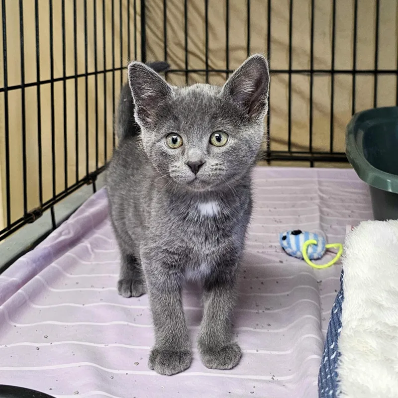 A baby medium-sized male Gray / Blue / Silver Domestic Short Hair cat named Shout for adoption in Searcy, AR