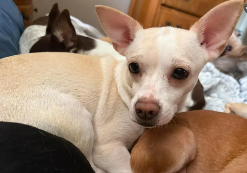 A young small-sized female Chihuahua dog named Evie In Tx for adoption in Cranston, RI