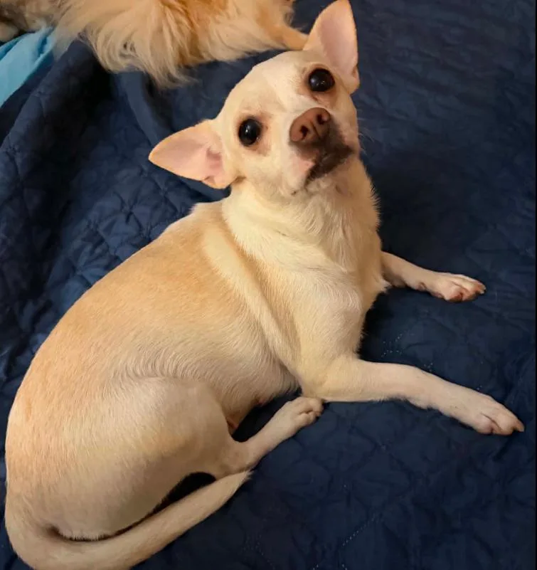 Evie In Tx thumbnail 2