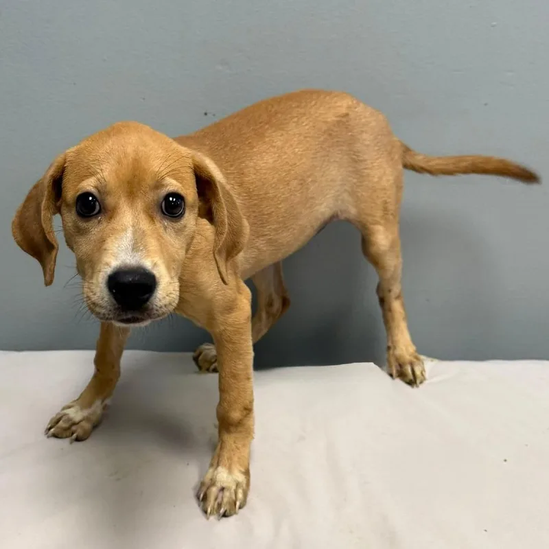 A baby small-sized female Mixed Breed dog named Midway for adoption in Bennettsville, SC