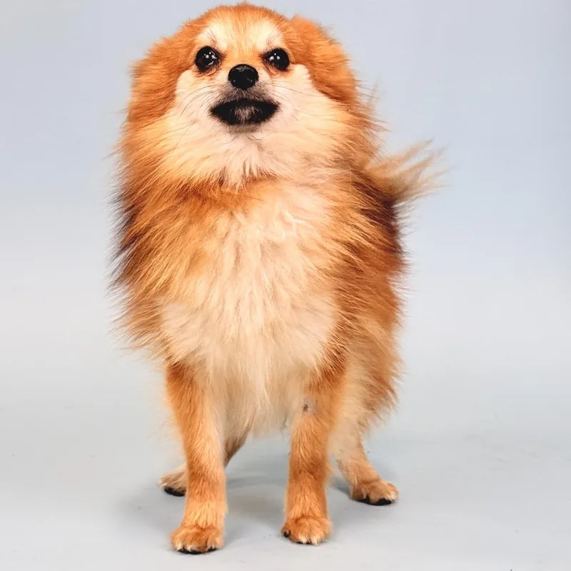 A young small-sized female Red / Chestnut / Orange Pomeranian dog named Disney for adoption in Portland, OR