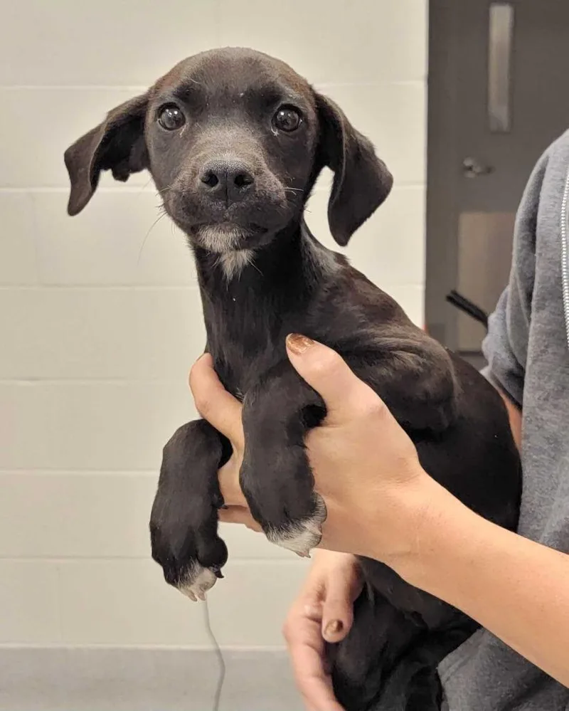 A baby large-sized female Mixed Breed dog named Colorado for adoption in Chillicothe, OH