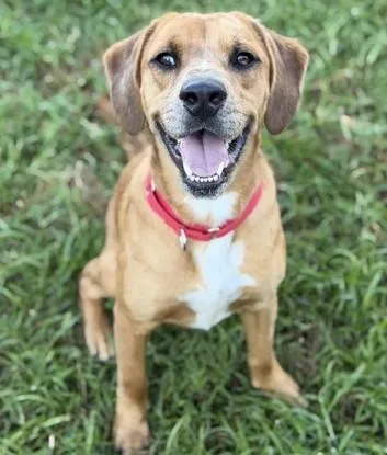 An adult medium-sized male Yellow / Tan / Blond / Fawn Mixed Breed dog named Bentley for adoption in North Myrtle Beach, SC