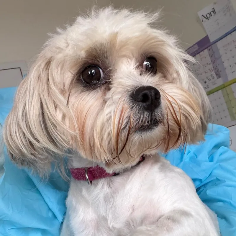 An adult small-sized female White / Cream Shih Tzu dog named Wilma for adoption in Nashville, TN