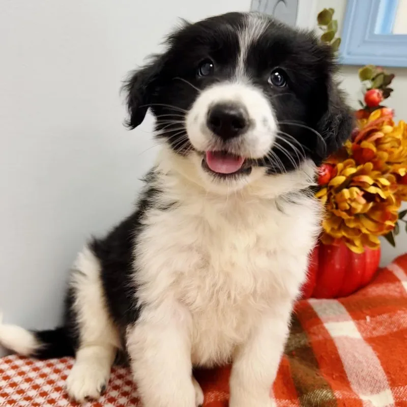 A baby small-sized male Black Border Collie dog named Wilder for adoption in Lebanon, MO