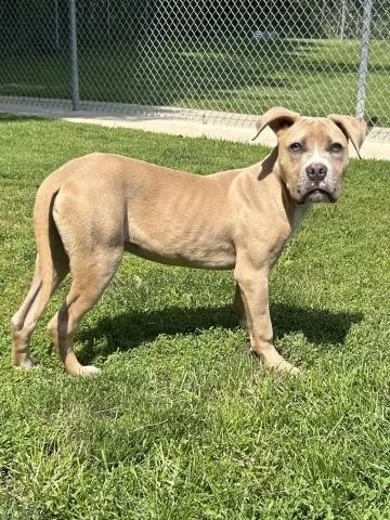A baby medium-sized male Pit Bull Terrier dog named Dollar Bill for adoption in Clinton Township, MI