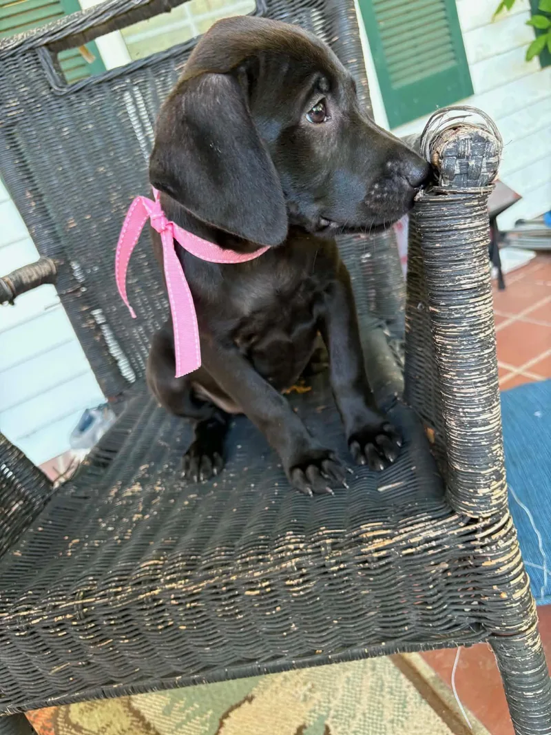 A baby medium-sized female Labrador Retriever dog named Bessie for adoption in Carmel, NY