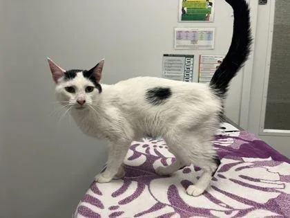 An adult medium-sized female White Domestic Short Hair cat named Claire for adoption in Kansas City, MO