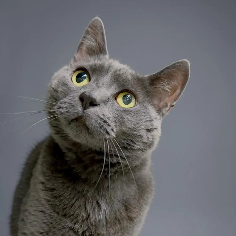 A senior medium-sized female Gray / Blue / Silver Domestic Short Hair cat named Aja for adoption in Walnut Cove, NC
