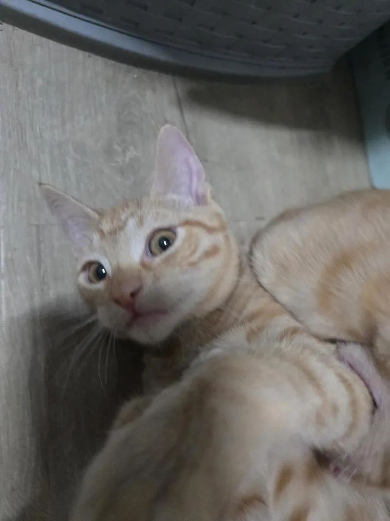 A baby small-sized female Orange / Red Domestic Short Hair cat named Farfalle Pasta for adoption in Chandler, AZ