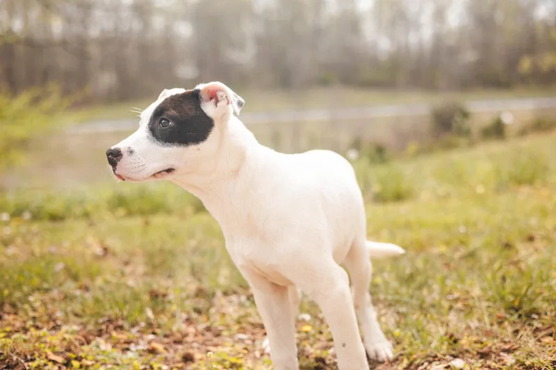 A baby small-sized male White / Cream Mixed Breed dog named KonaTransport for adoption in Gradyville, KY