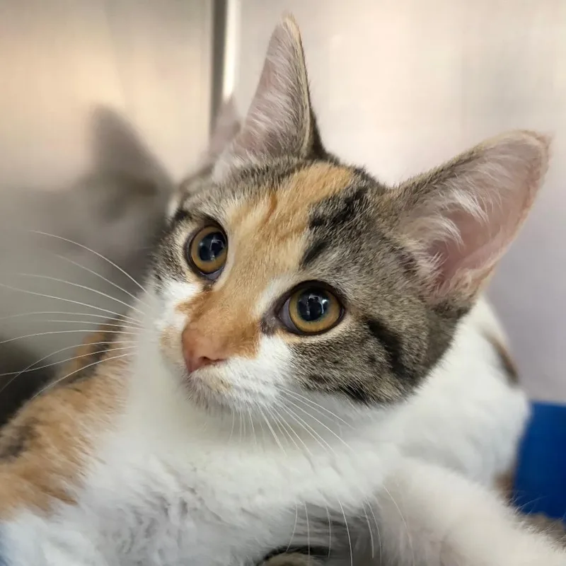 A baby small-sized female Calico Domestic Short Hair cat named Pixie for adoption in Newport, NC
