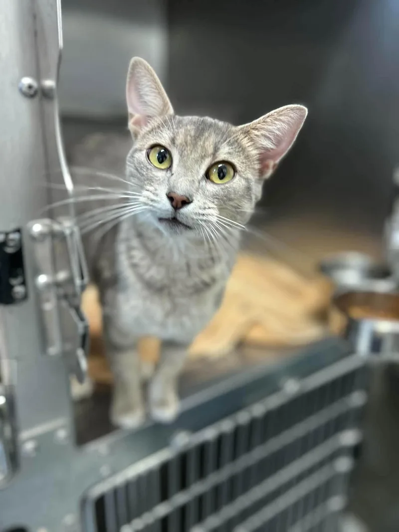 An adult medium-sized female Tabby (Gray / Blue / Silver) Domestic Short Hair cat named Ophelia for adoption in Germanton, NC