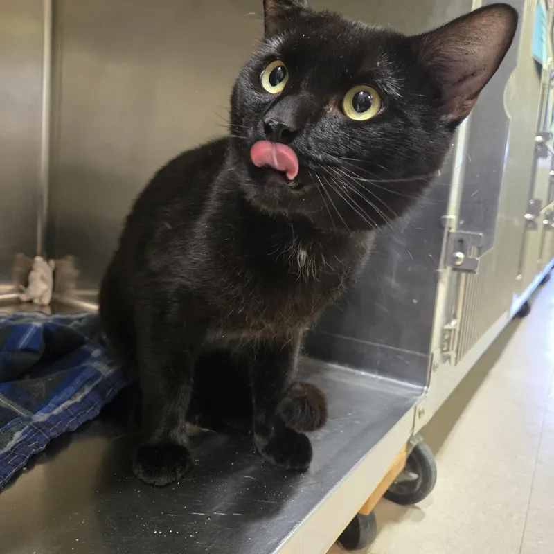 An adult medium-sized male Black Domestic Short Hair cat named Meteor for adoption in Paris, ME