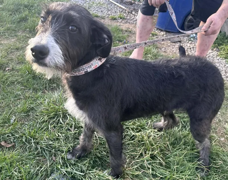 A baby medium-sized male Black Labradoodle dog named Milo for adoption in Union Grove, WI