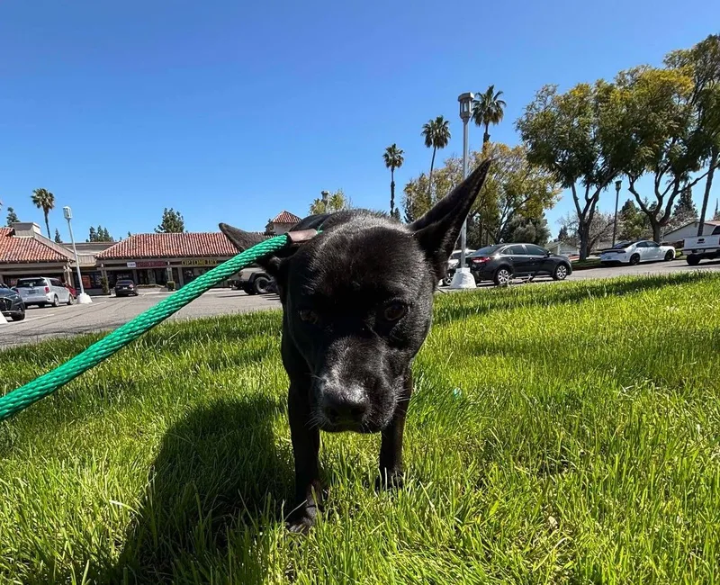 An adult medium-sized female Black Basenji dog named Brie for adoption in Ventura, CA