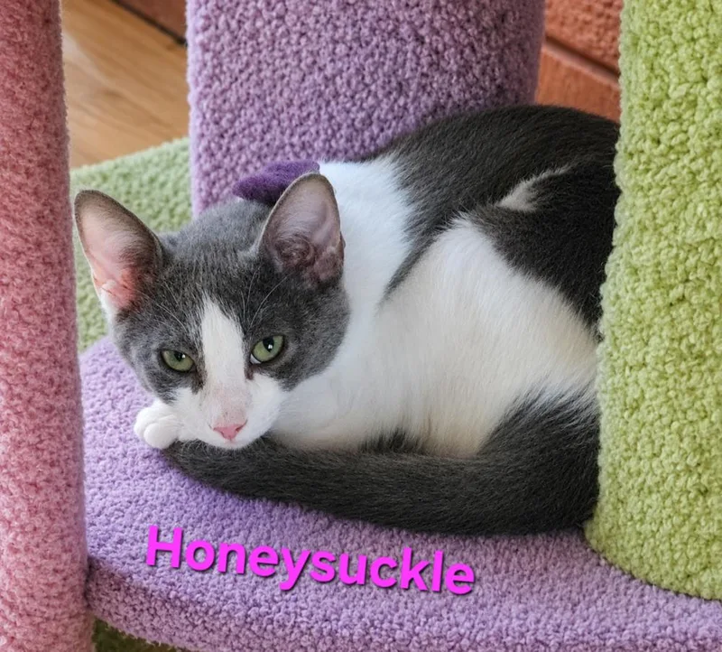 A baby small-sized female Gray & White Domestic Short Hair cat named Honeysuckle for adoption in Dallas, TX