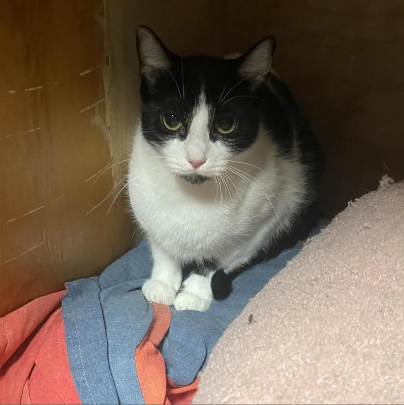 An adult small-sized female Black Domestic Short Hair cat named Mistletoe for adoption in Hinesville, GA