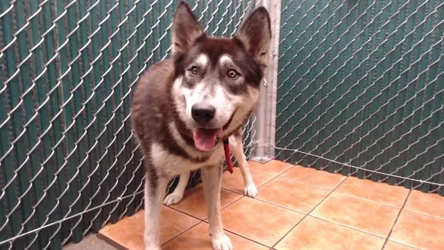 An adult medium-sized female Siberian Husky dog named Lark for adoption in Downey, CA