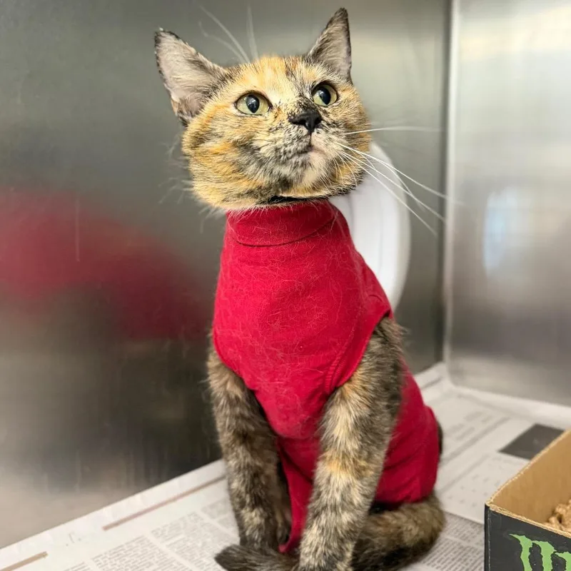 An adult medium-sized female Tortoiseshell Domestic Short Hair cat named Tortilla for adoption in Marshall, VA
