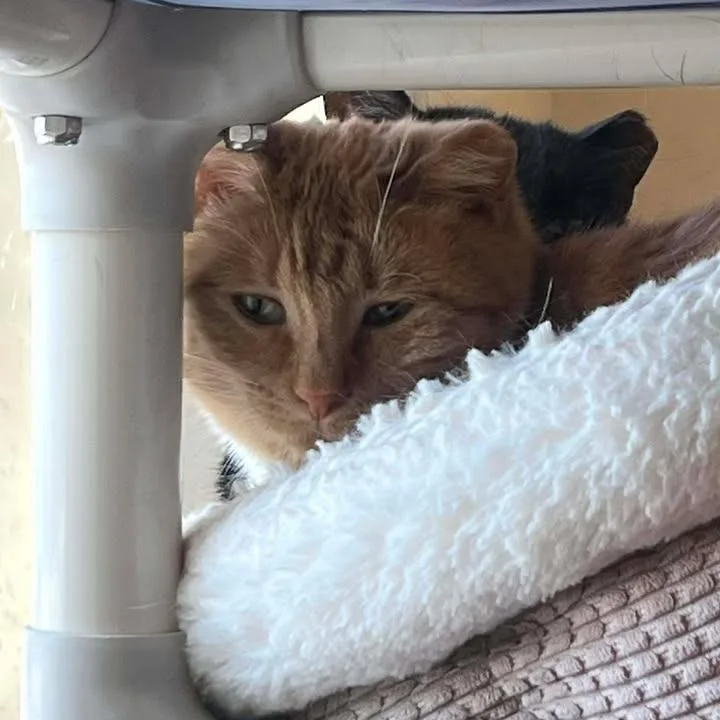 An adult medium-sized female Domestic Short Hair cat named Creamsicle for adoption in Milan, IL
