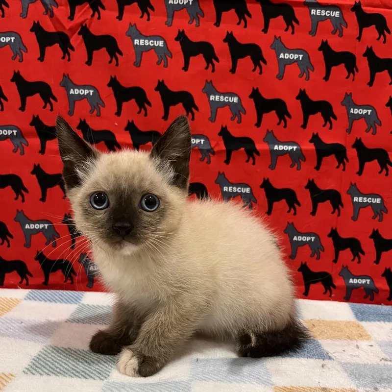A baby small-sized female Cream / Ivory Domestic Short Hair cat named Miami for adoption in Washburn, MO