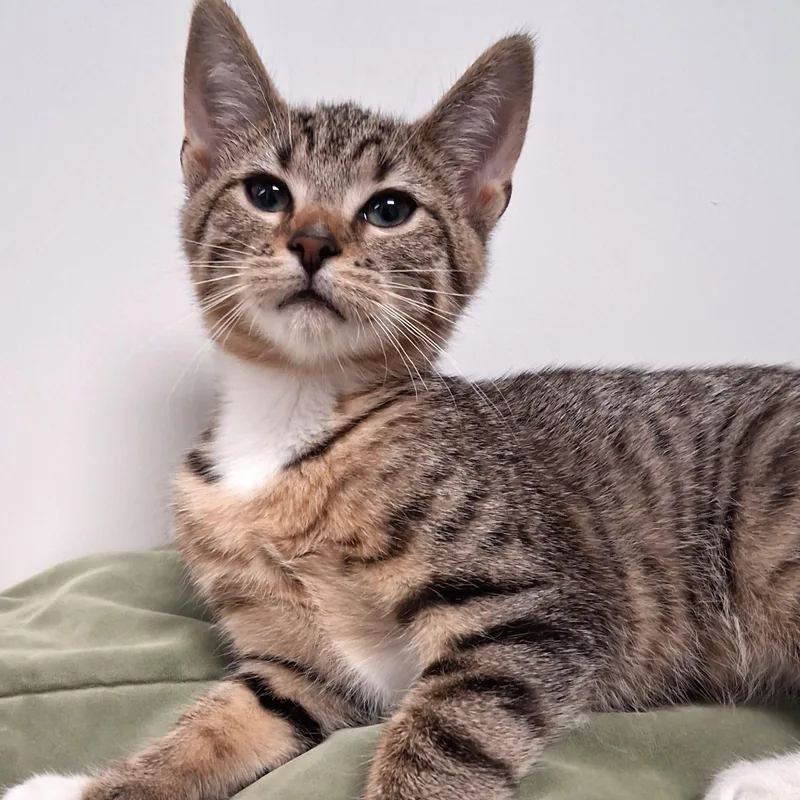 A young small-sized male Tabby (Brown / Chocolate) Domestic Short Hair cat named Liam for adoption in Belmont, NY