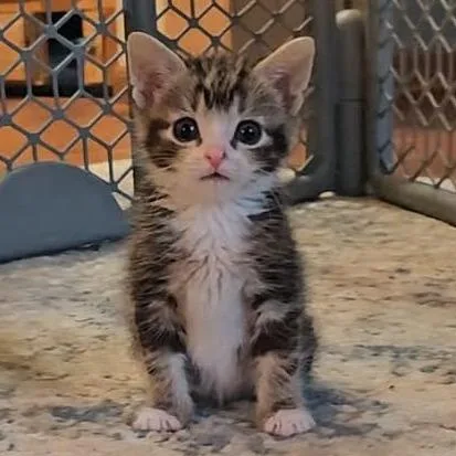 A baby small-sized male Brown / Chocolate Domestic Short Hair cat named Chickadee for adoption in Hedgesville, WV