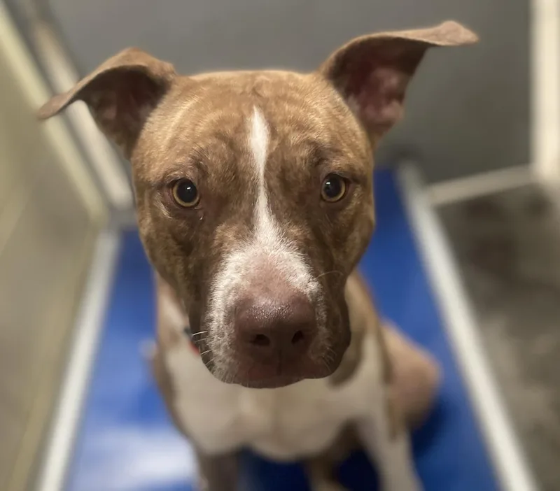 A young large-sized female Pit Bull Terrier dog named Shyanne for adoption in Woodland, CA