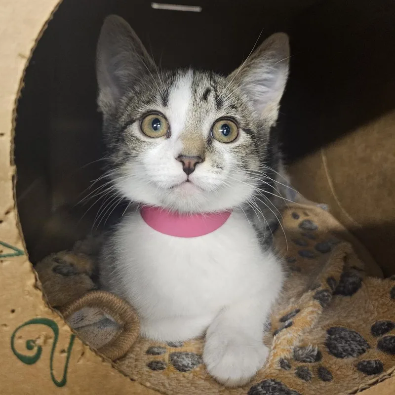 A baby small-sized female Domestic Short Hair cat named Nesta for adoption in Fairport, NY