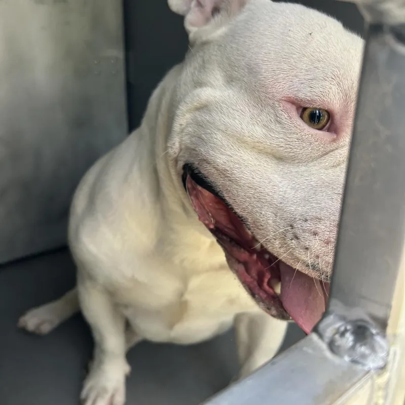 A young medium-sized male White / Cream English Bulldog dog named Hoss for adoption in Greensboro, NC
