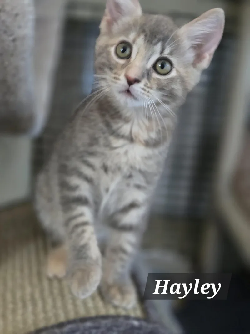 Hank And Harper thumbnail 2