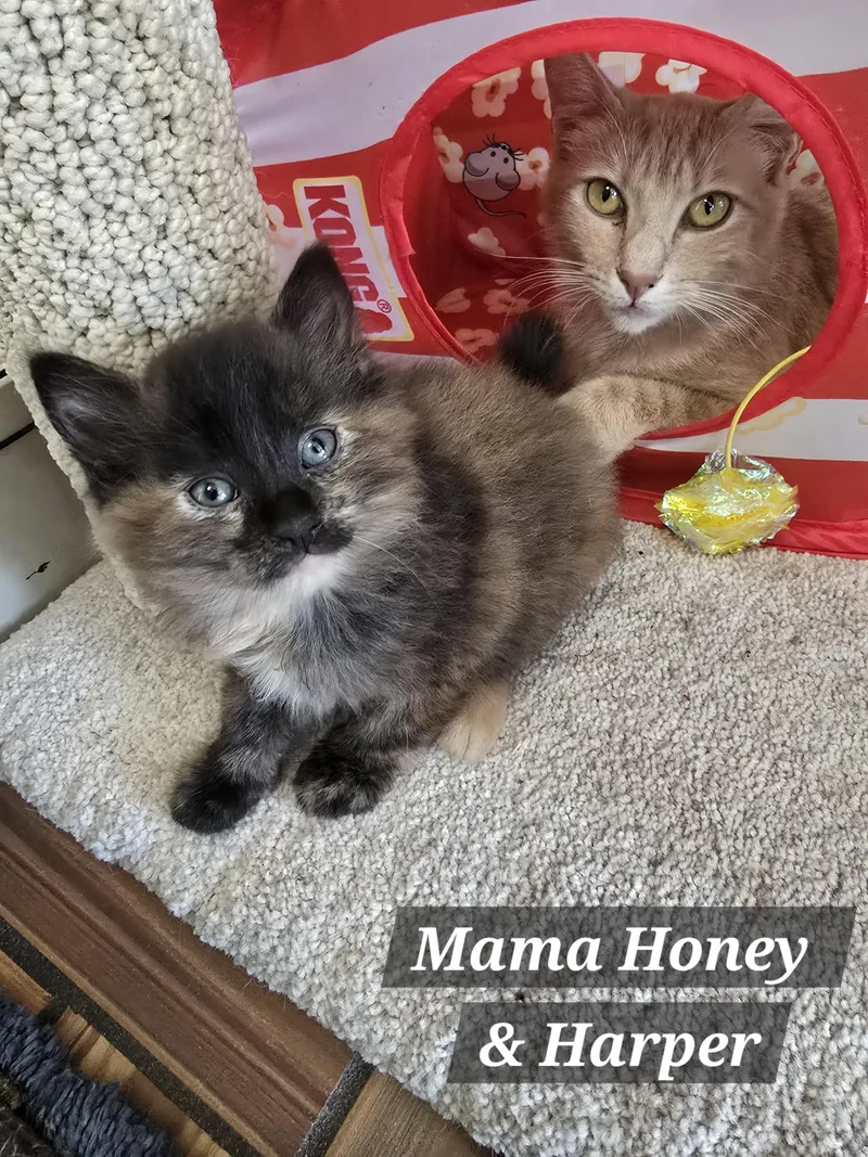 Hank And Harper thumbnail 3