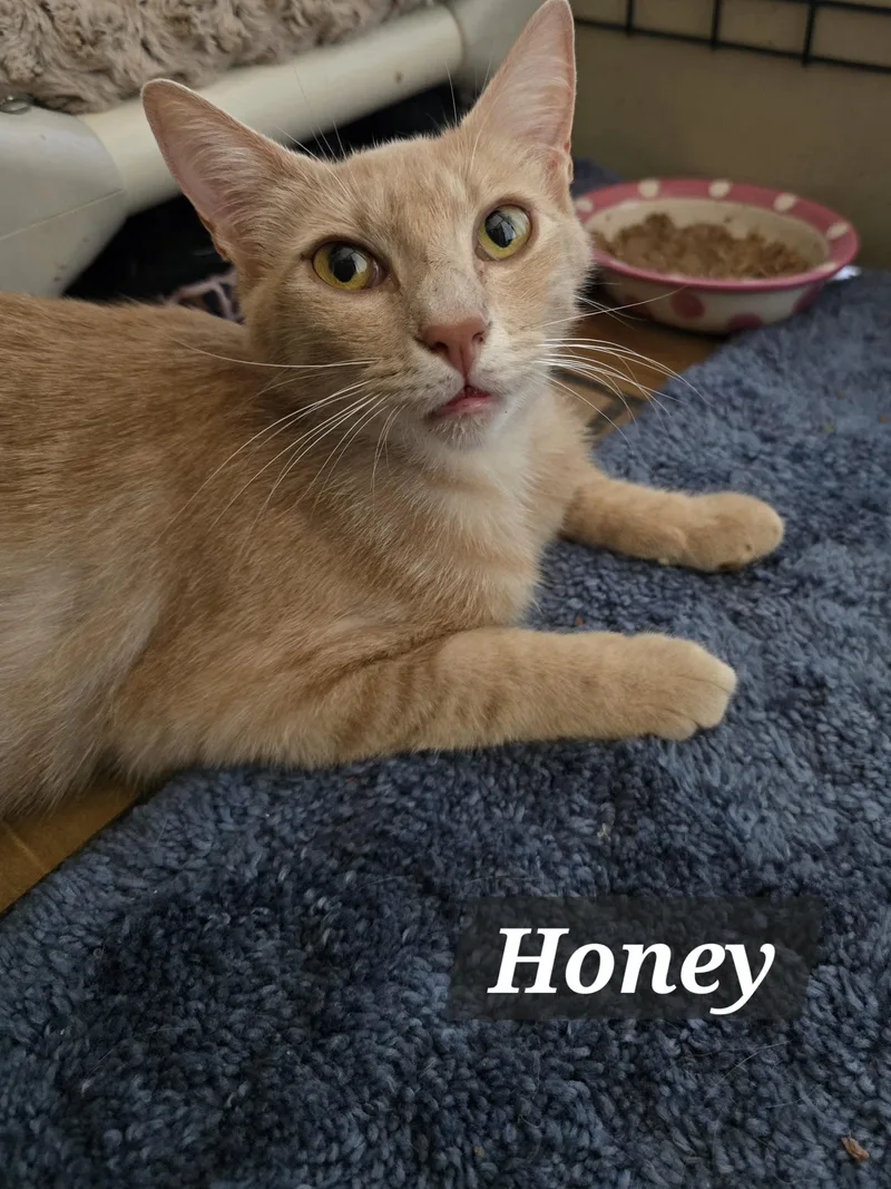 Hank And Harper thumbnail 4