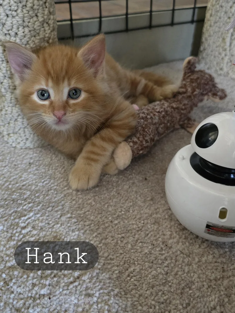 Hank And Harper thumbnail 5