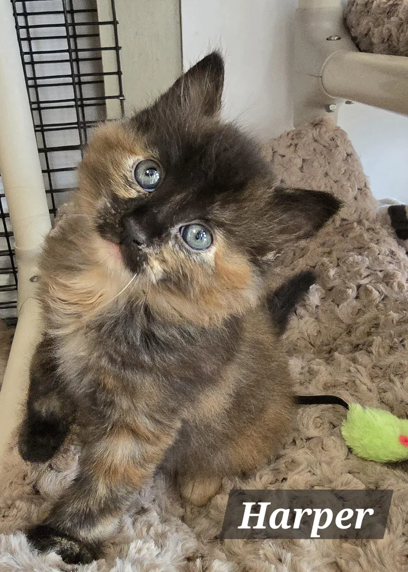 Hank And Harper thumbnail 6