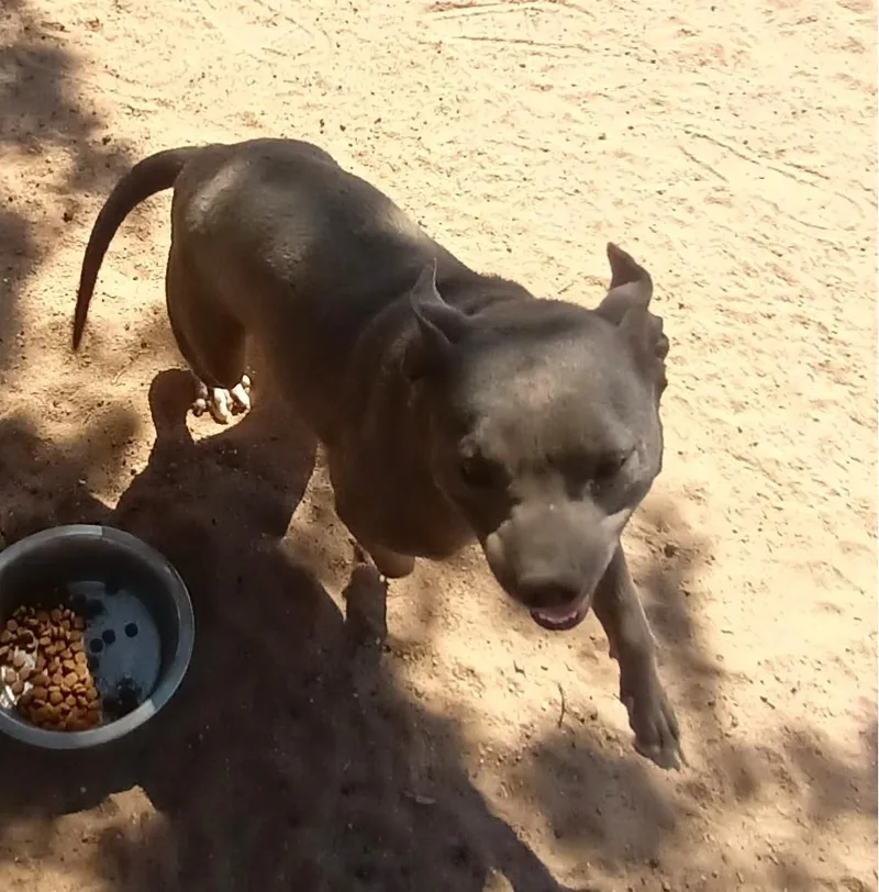 A young medium-sized female Gray / Blue / Silver American Bully dog named Kiwi for adoption in Ventura, CA