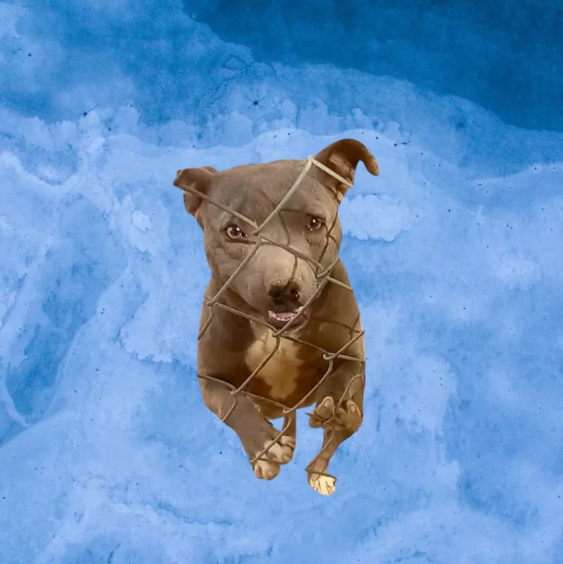 Kiwi thumbnail 4