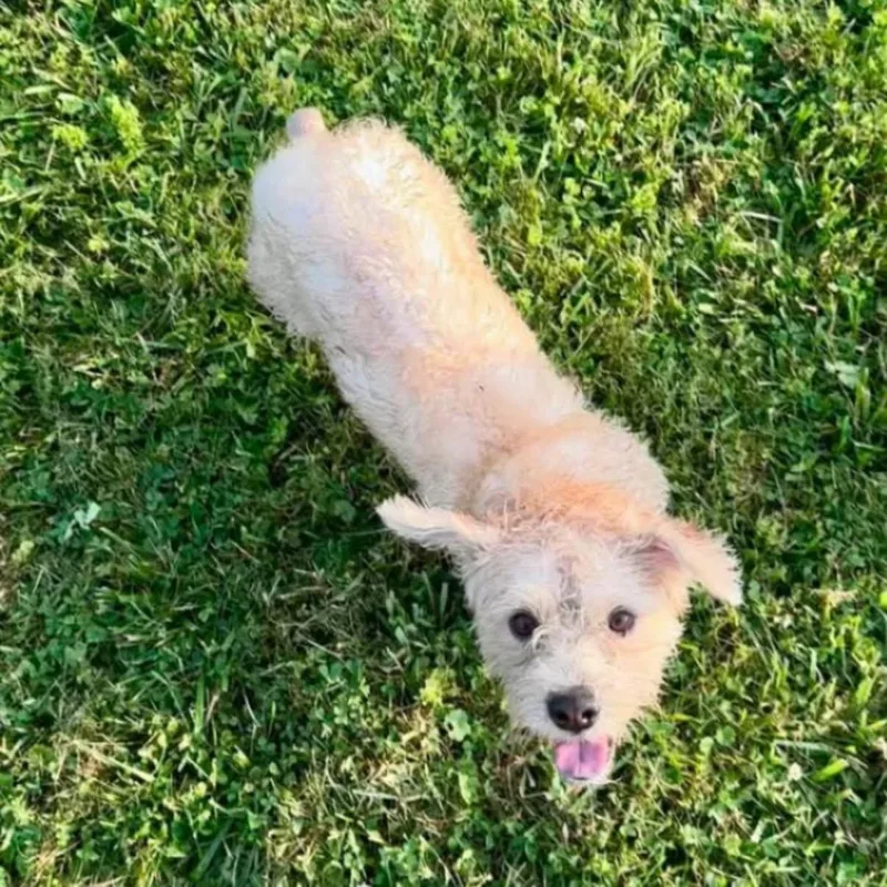 An adult small-sized male Apricot / Beige Terrier dog named Stubby for adoption in Warren, OH