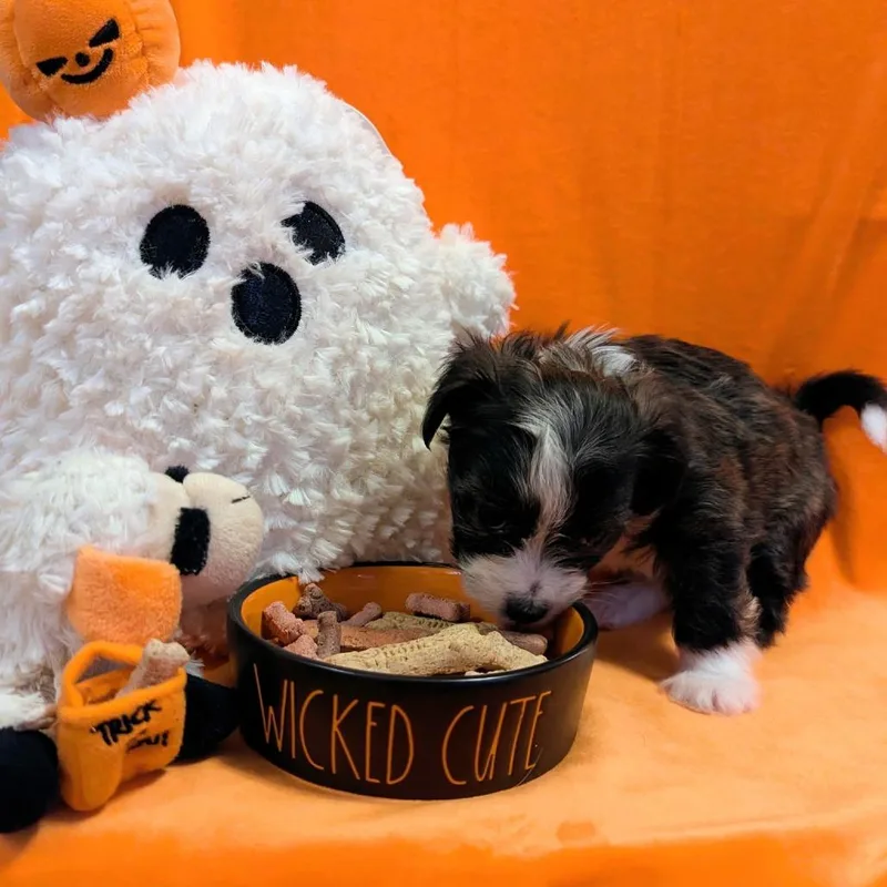 A baby small-sized male Mixed Breed dog named Chandelier for adoption in Asheville, NC