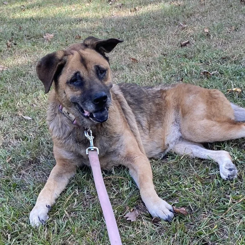 A senior medium-sized female Brindle Shar-Pei dog named Opal for adoption in Magnolia, TX