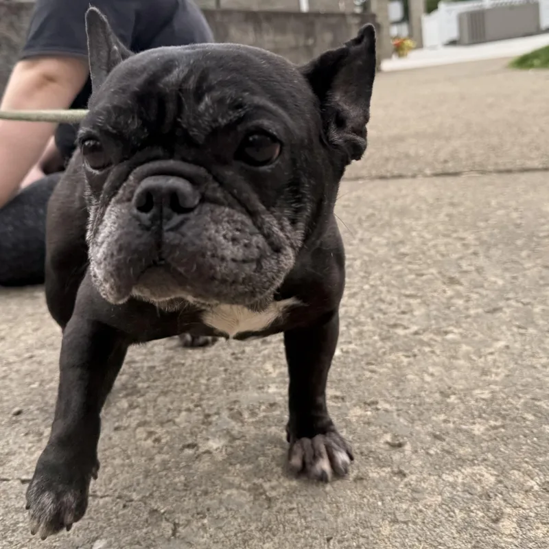 Fiona