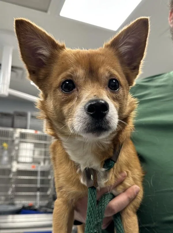 An adult small-sized male Chihuahua dog named Pen C Foxxy for adoption in Lawrenceville, GA